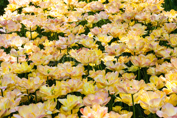 Tulipe domaine jardins jardin de fleurs fleur paysage [[stock_photo]] © master1305
