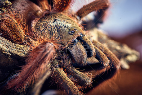 tarantula Tapinauchenius gigas Stock photo © master1305