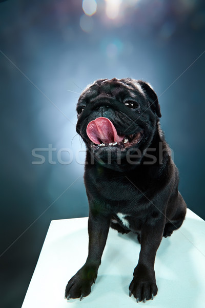 Close-up a Pug puppy in front of blue background Stock photo © master1305