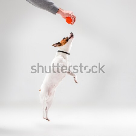 Küçük jack russell terrier beyaz oynama köpek eğlence Stok fotoğraf © master1305