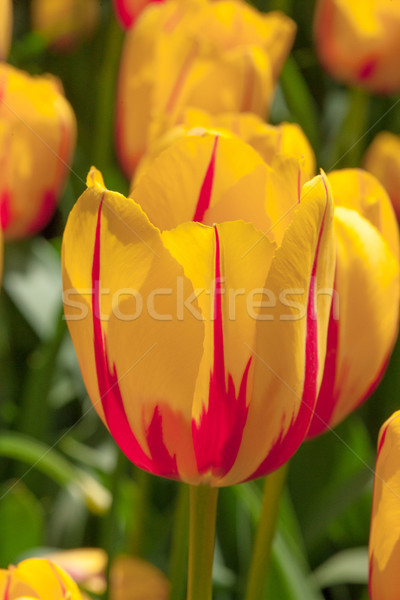 Tulipán campo jardines jardín de flores flor jardín Foto stock © master1305