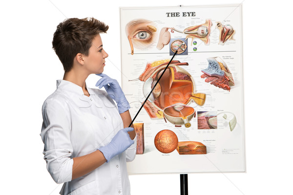 Optician or oculist woman telling about structure of the eye Stock photo © master1305