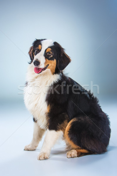 Stockfoto: Australisch · herder · hond · vergadering · grijs