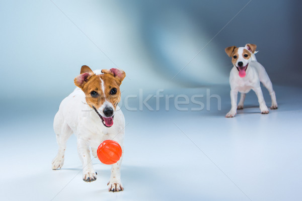The two Jack Russell Terrier standing on gray Stock photo © master1305