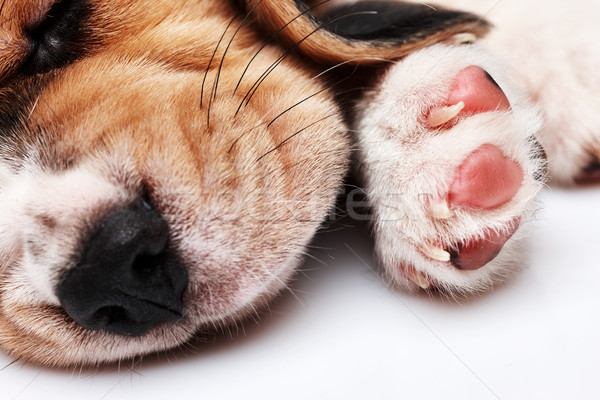 Beagle Puppy, lying in front of white background Stock photo © master1305