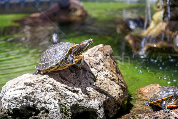 Twee schildpadden rotsen verlicht familie natuur Stockfoto © master1305
