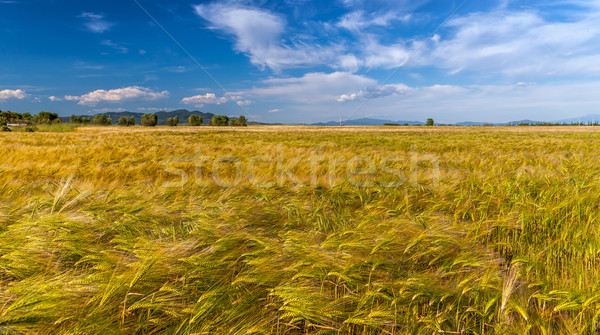 Młodych pszenicy rozwój zielone gospodarstwa dziedzinie Zdjęcia stock © master1305