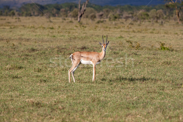 antelope on a background of green grass Stock photo © master1305