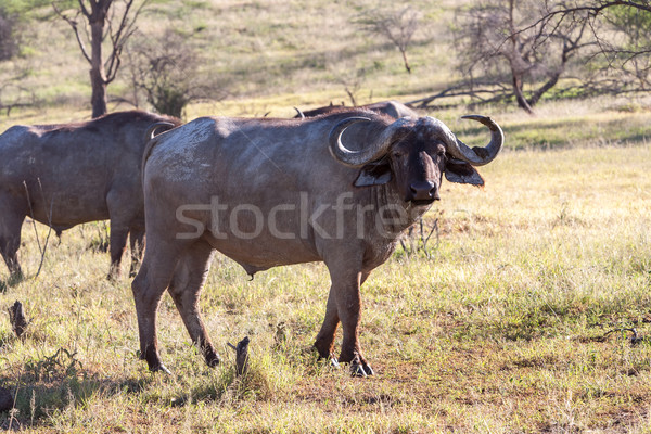 Wild African Buffalo.Kenya, Africa Stock photo © master1305