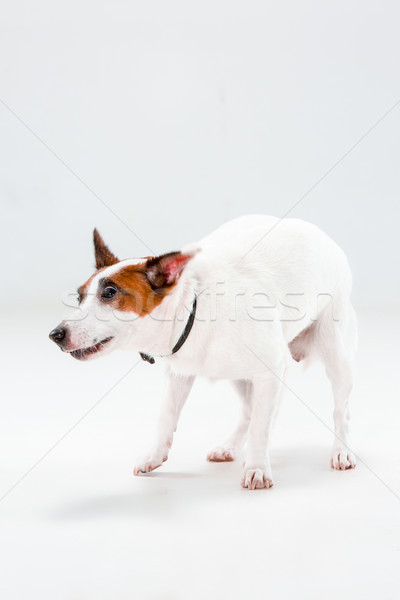 Küçük jack russell terrier beyaz oynama köpek saç Stok fotoğraf © master1305