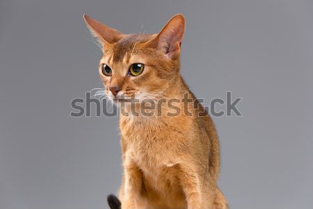Fajtiszta fiatal macska portré izolált szürke Stock fotó © master1305