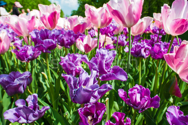 Tulipano campo giardini giardino fiorito fiore panorama Foto d'archivio © master1305