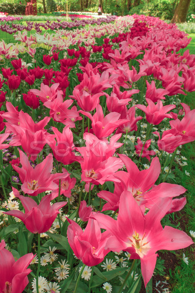 Tulip field in Keukenhof Gardens, Lisse, Netherlands Stock photo © master1305