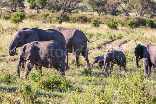 elephant family walking in the savanna Stock photo © master1305