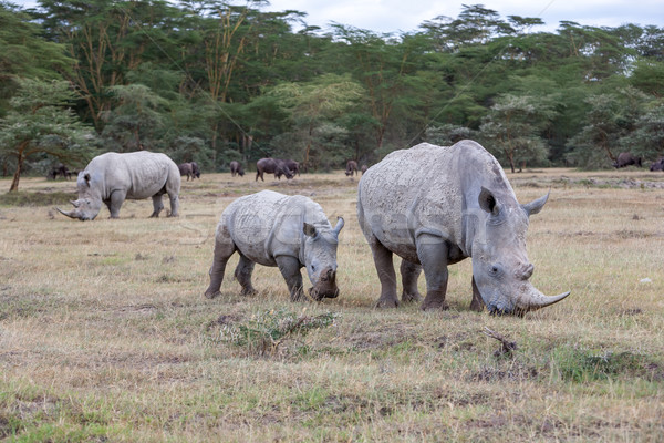 Foto d'archivio: Safari · verde · viaggio · ritratto · africa · parco