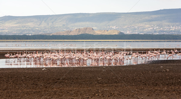 Flock of greater  pink flamingos  Stock photo © master1305