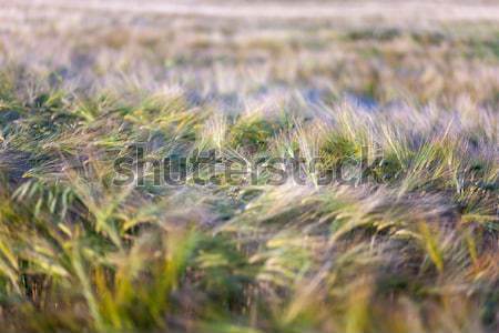 Stock photo: Young wheat growing in green farm field