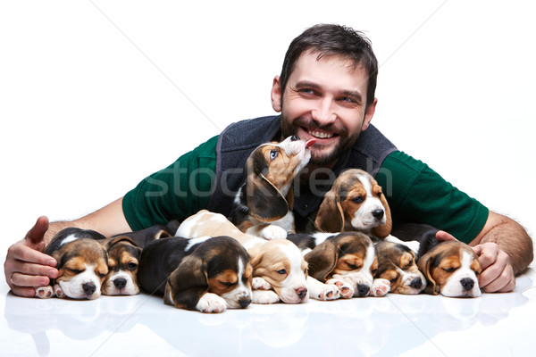 Man groot groep beagle puppies gelukkig Stockfoto © master1305