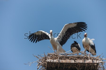 White storks in the nest Stock photo © master1305