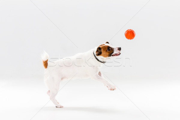 Foto stock: Pequeño · jack · russell · terrier · blanco · jugando · perro · diversión