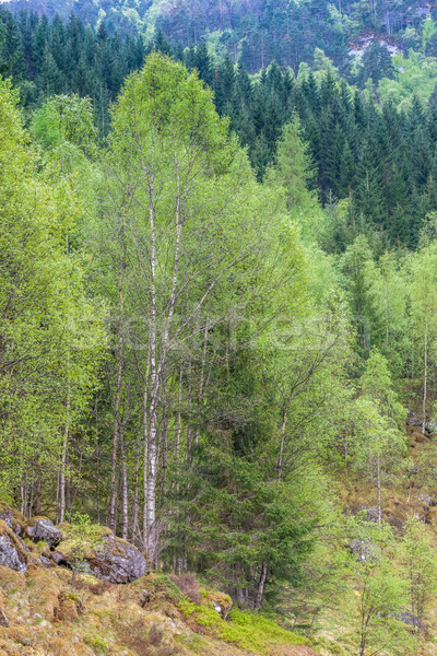 scenic landscapes of the Norwegian fjords. Stock photo © master1305