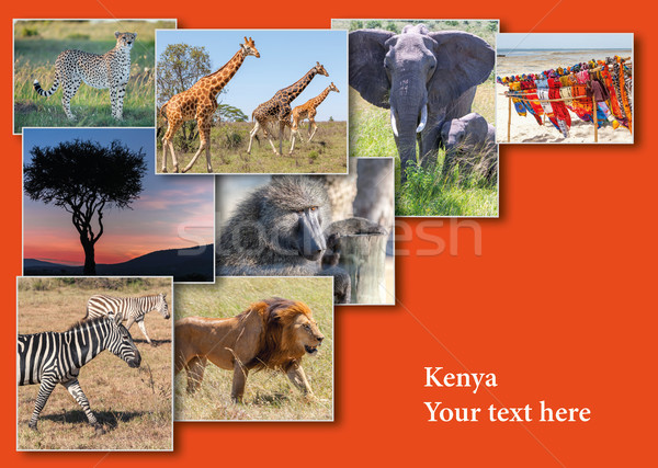 Collage from images of wildlife and beautiful sunset in the Kenya Africa. Stock photo © master1305