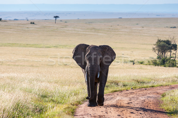 Słoń spaceru sawanna słoń afrykański podróży Afryki Zdjęcia stock © master1305