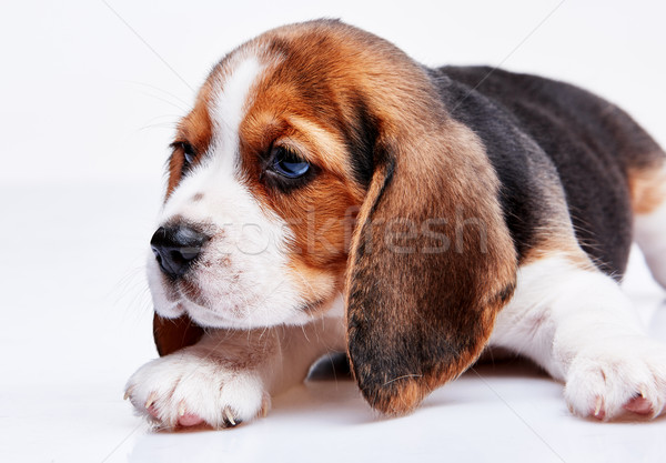 Stock photo: Beagle puppy on white background