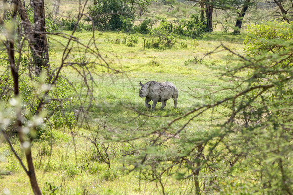 Safari rinocer alb savana verde călători Imagine de stoc © master1305
