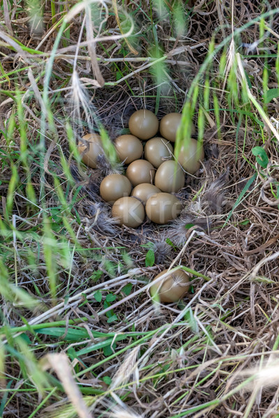 Stock photo: Pheasant nest