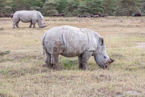 Safari - rhinos Stock photo © master1305