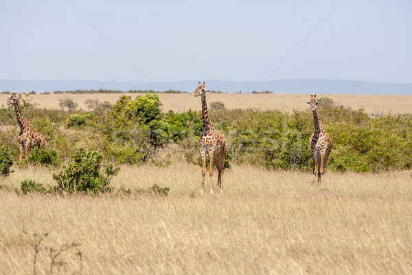 Trei girafă în picioare Blue Sky familie verde Imagine de stoc © master1305