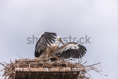 White stork in the nest Stock photo © master1305