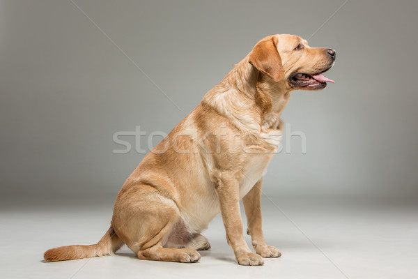 Stock photo: Labrador retrieve on gray background