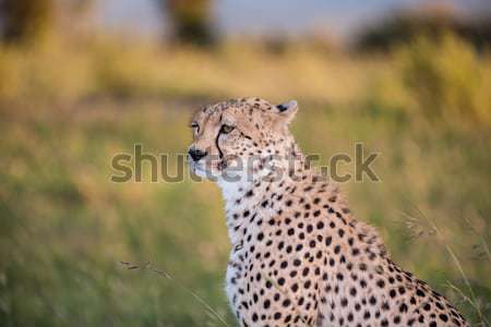 Сток-фото: гепард · портрет · саванна · трава · кошки