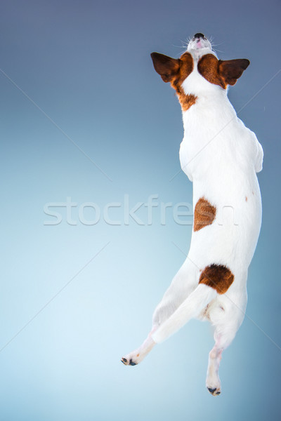 Küçük jack russell terrier atlama yüksek gri köpek Stok fotoğraf © master1305