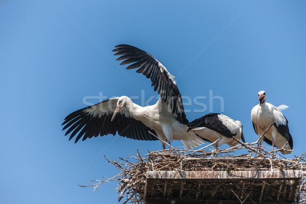 White storks in the nest Stock photo © master1305