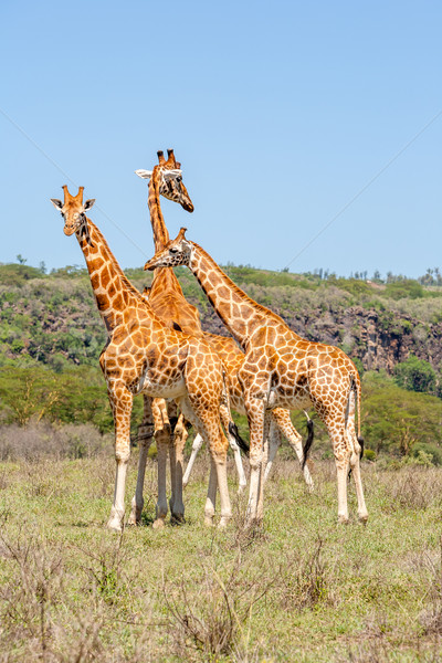 three giraffes herd in savannah Stock photo © master1305