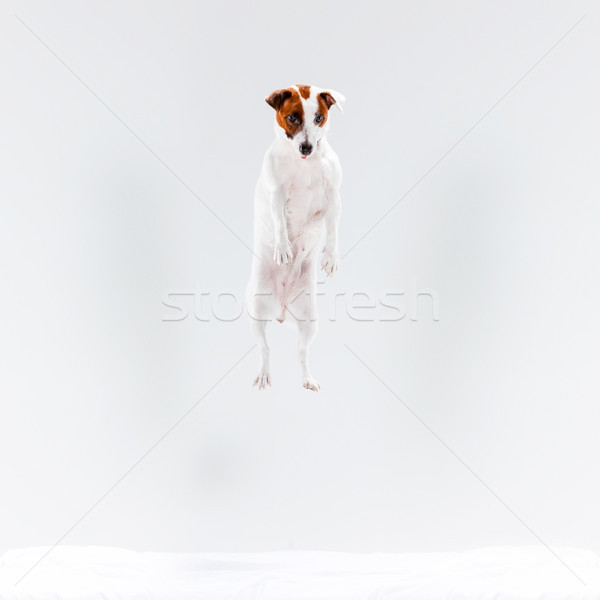 Wenig Jack Russell Terrier weiß spielen Hund Spaß Stock foto © master1305