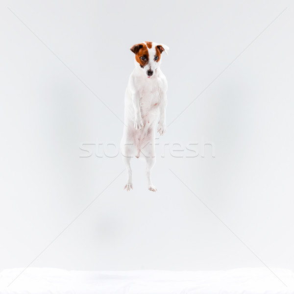 Mały jack russell terrier biały gry psa zabawy Zdjęcia stock © master1305