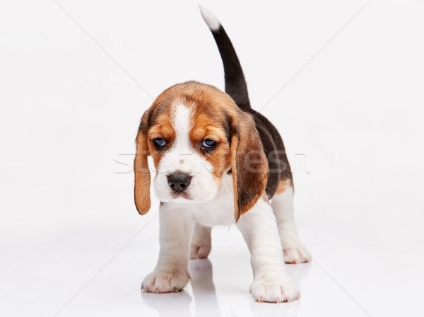 Beagle szczeniak biały stałego młodych studio Zdjęcia stock © master1305