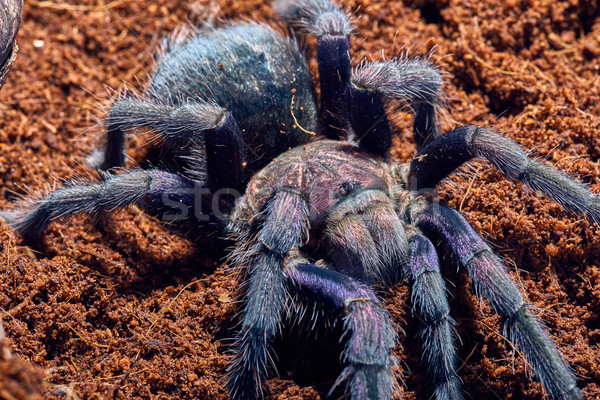 tarantula Phormictopus sp purple Stock photo © master1305