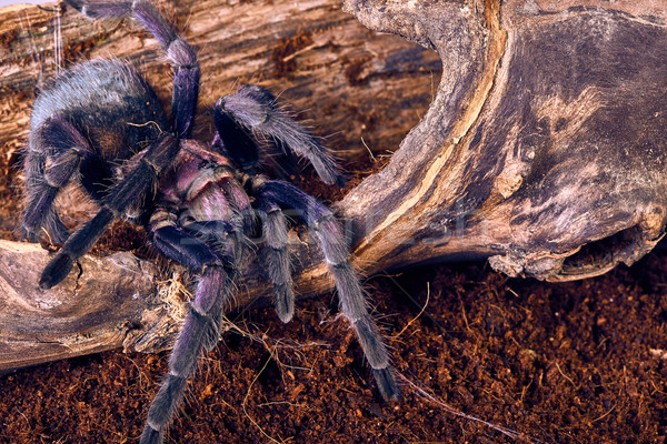 Stock photo: tarantula Phormictopus sp purple