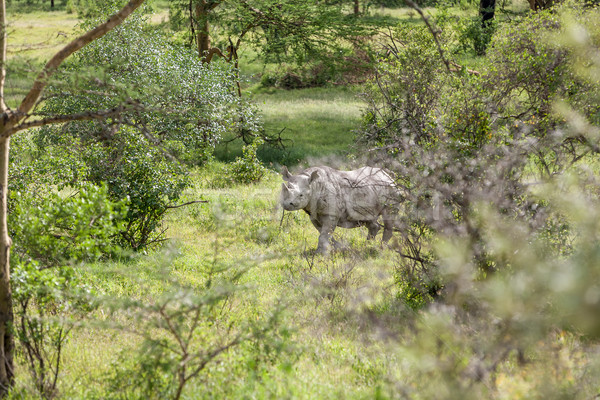 Szafari orrszarvú fehér szavanna zöld utazás Stock fotó © master1305