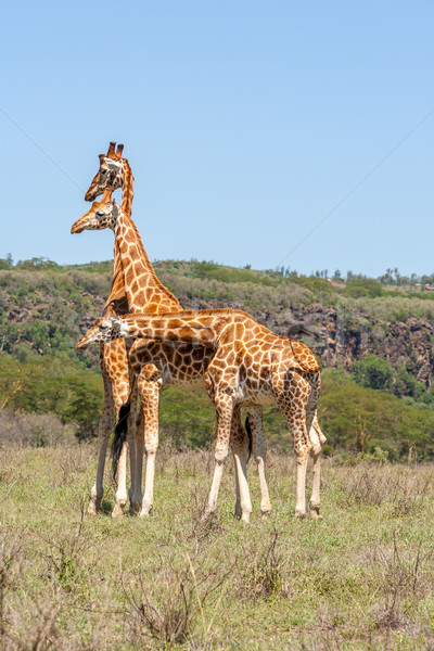 three giraffes herd in savannah Stock photo © master1305