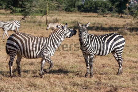 Zebras in the grasslands  Stock photo © master1305