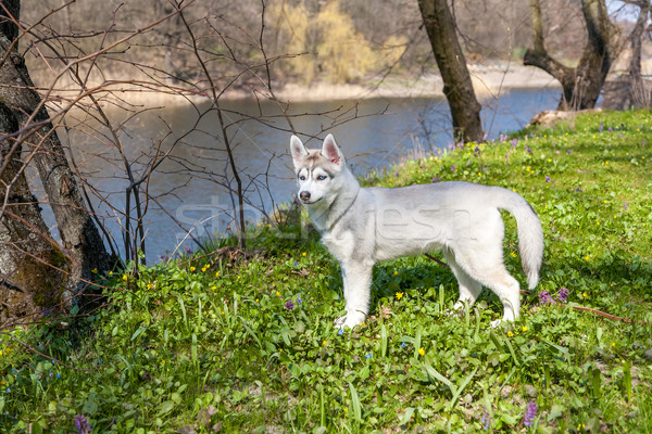 Portret căţeluş răguşit iarba verde iarbă fericit Imagine de stoc © master1305