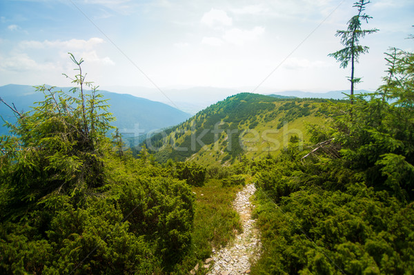 Mooie bergen groene Oekraïne hemel Stockfoto © master1305