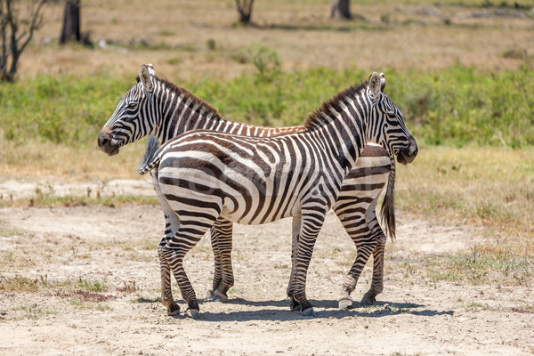 Zebras in the grasslands  Stock photo © master1305