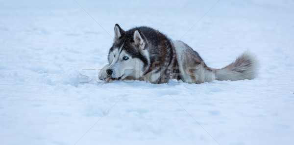 Siberian Husky dog Stock photo © master1305